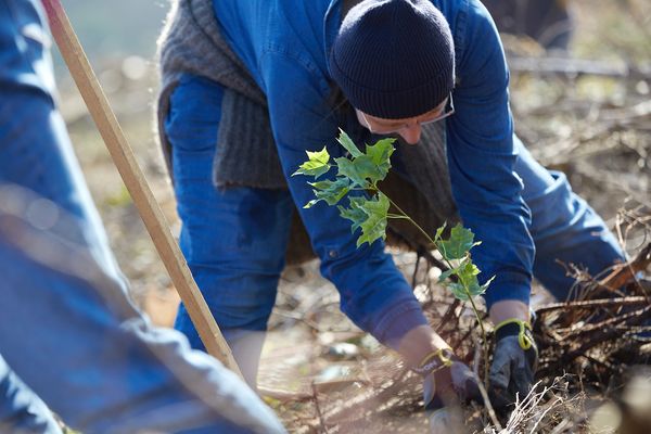 Die Stadt und das Bergwaldprojekt e.V. laden zur gemeinsamen Baumpflanzaktion im Stadtwald ein. 