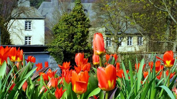 Tulpenmeer vor dem Haus Hemer