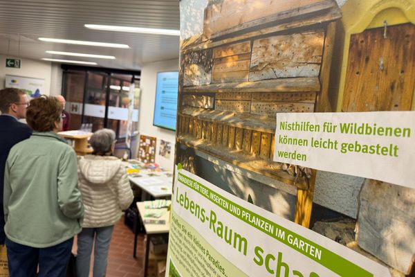 Unter dem Titel „Stadtnatur und Insekten“ informiert die Ausstellung über die Bedeutung naturnaher Lebensräume in der Stadt und lädt Bürgerinnen und Bürger zum Mitmachen ein.