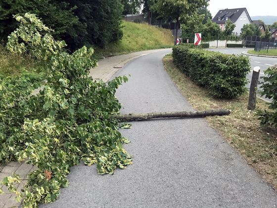 Diese Linde wurde von Vandalen gefällt und sorgte für Gefahr auf dem Radweg an der Deilinghofer Straße.