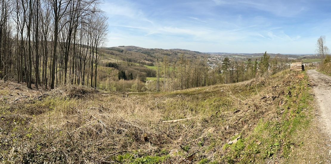 So sah der Jahrtausendwald vor der Pflanzaktion im Frühjahr 2022 aus.