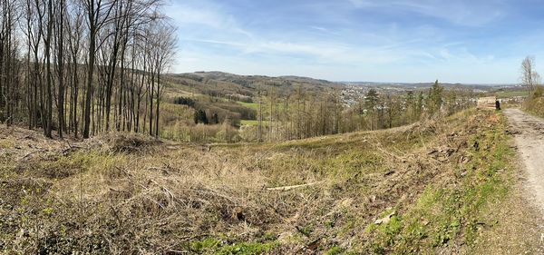 Entlang des Balver Weges entsteht der Jahrtausendwald.